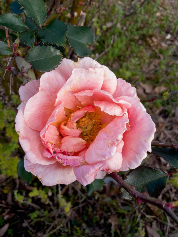 Old fashioned pink rose in full bloom, Australia