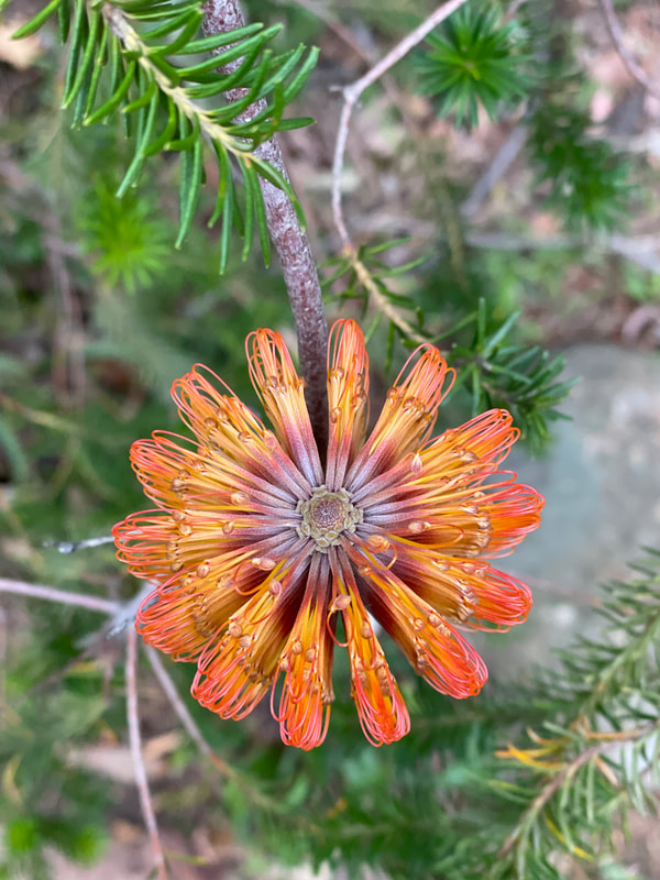 Red and Yellow  Banksia Flower, photographed from above. Mount Eliza, Melbourne, Australia