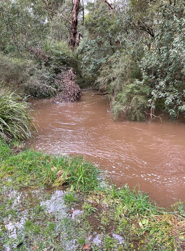 Baldry's Creek in flood after heavy rains. June 2021. Greens Bush, Victoria, Australia