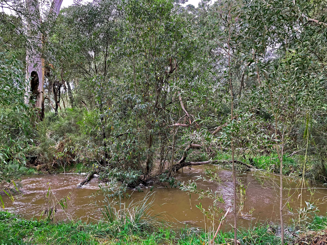 Baldry's Creek in flood after heavy rains. June 2021. Greens Bush, Victoria, Australia