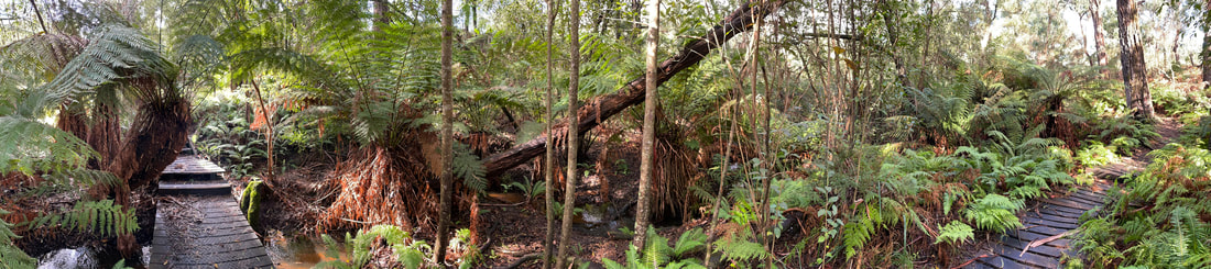 Green's Bush, The Mornington Peninsula, Victoria, Australia 
