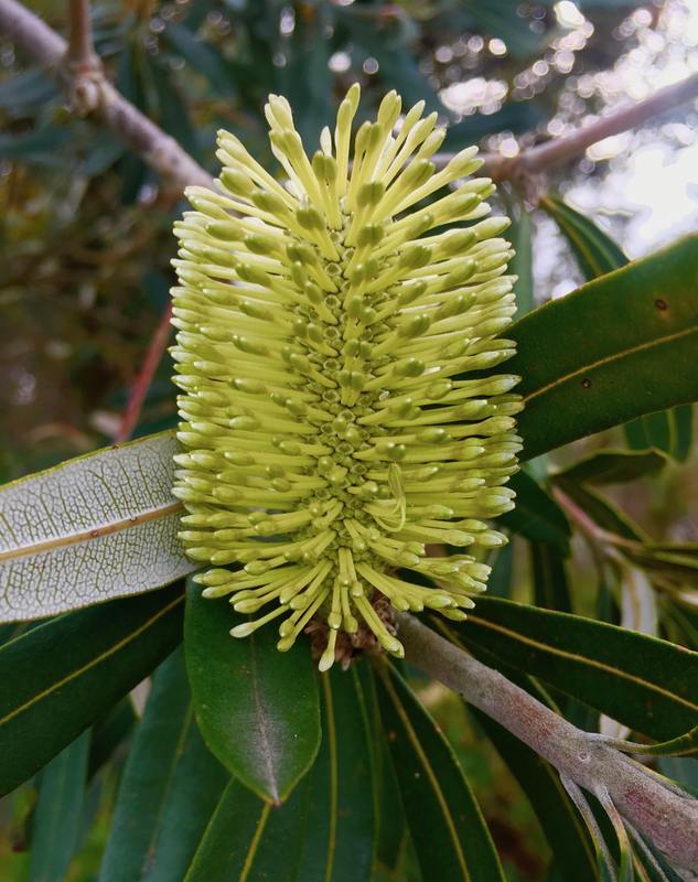 Banksia Flower, Mornington Peninsula, Victoria, Australia