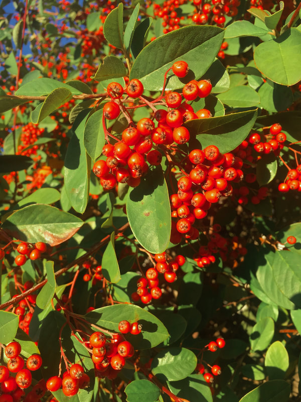 Red Berries, Victoria, Australia