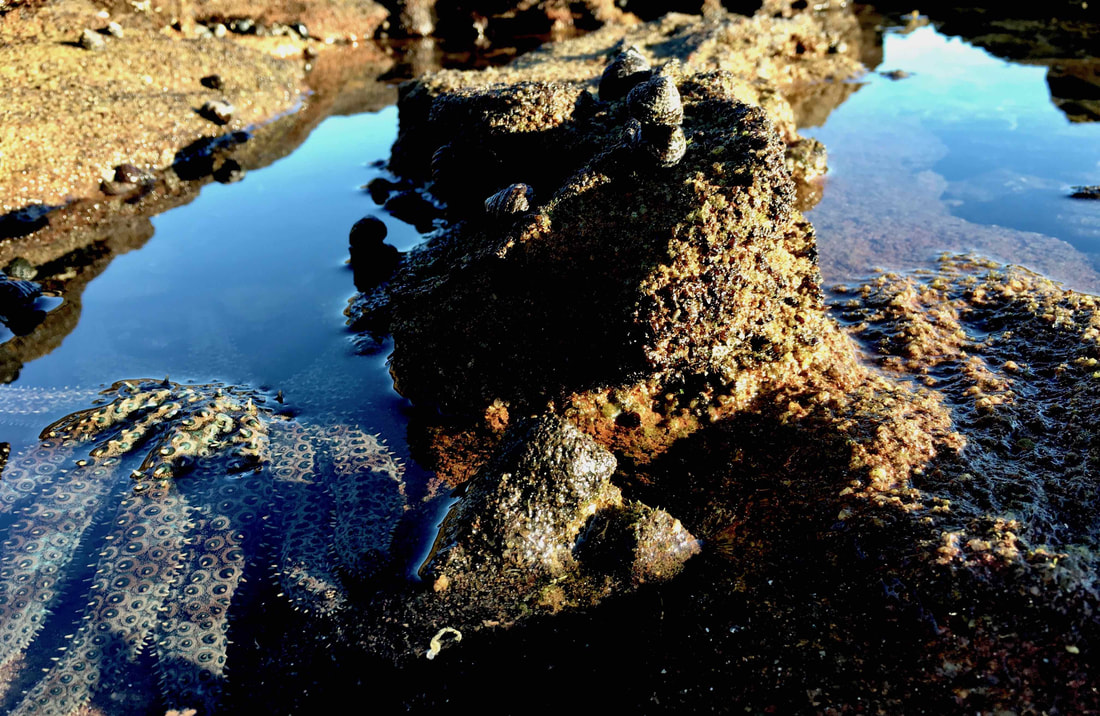 Star fish in rock pool, Beach, Mount Eliza, Mornington Peninsula, Victoria, Australia