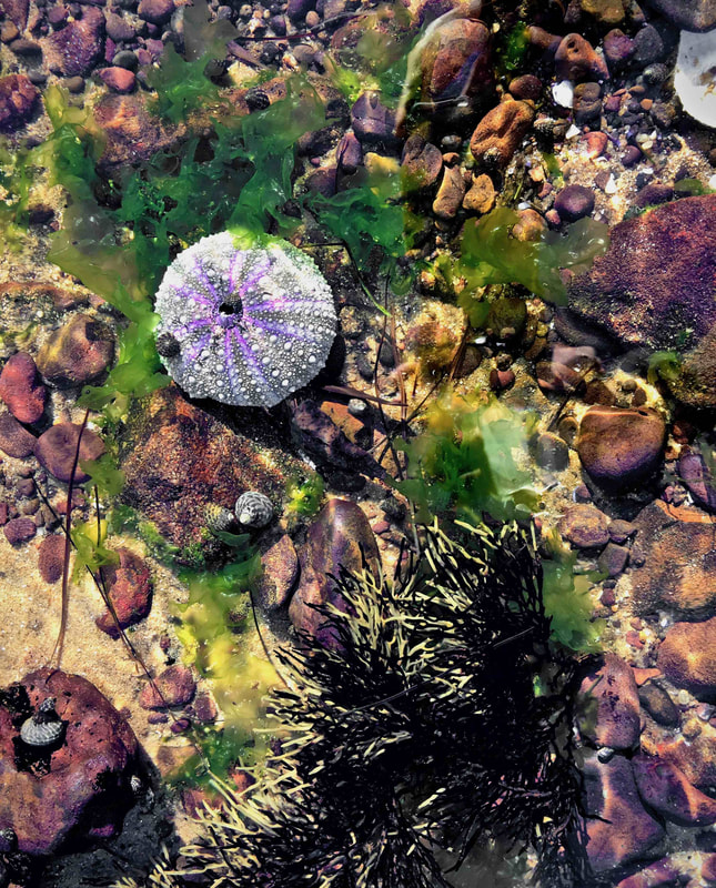 Rock Pool with sea urchin shell, Beach, Mount Eliza, Mornington Peninsula, Victoria, Australia