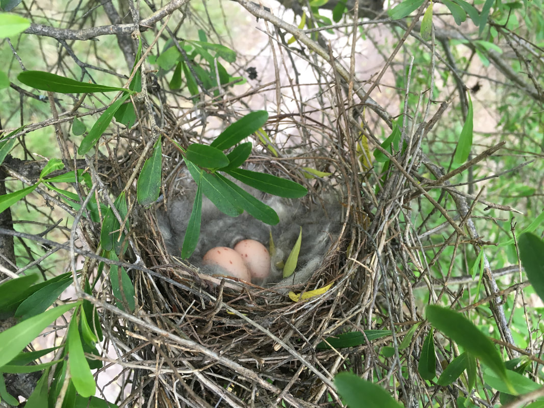 Birds Nest with two eggs