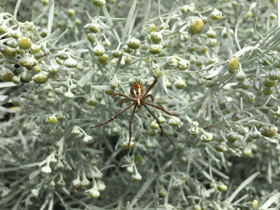 Spider on web in the garden, Victoria, Australia
