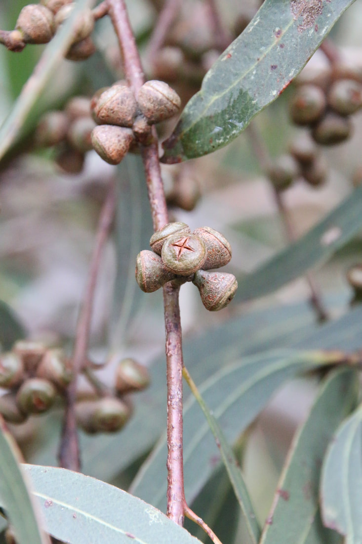 Gum Nuts. Cranbourne Royal Botanic Gardens, Victoria, Australia