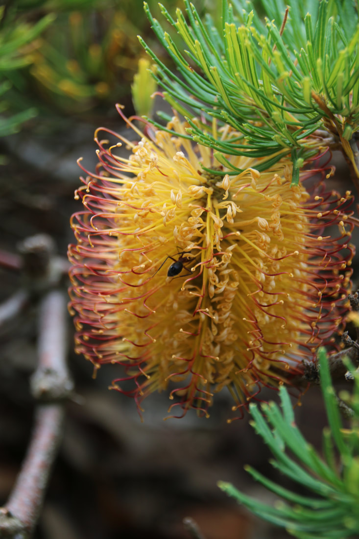 Banksia Flower, The Australian Gardens, Royal Botanic Gardens Cranbourne