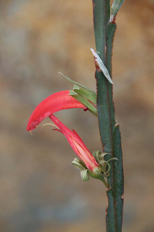 Ribbon Pea, Leptosema aphyllum, The Australian Gardens, Royal Botanic Gardens Cranbourne