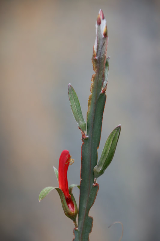 Ribbon Pea, Leptosema aphyllum, The Australian Gardens, Royal Botanic Gardens Cranbourne