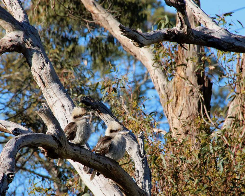 Kookaburras, Victoria, Australia