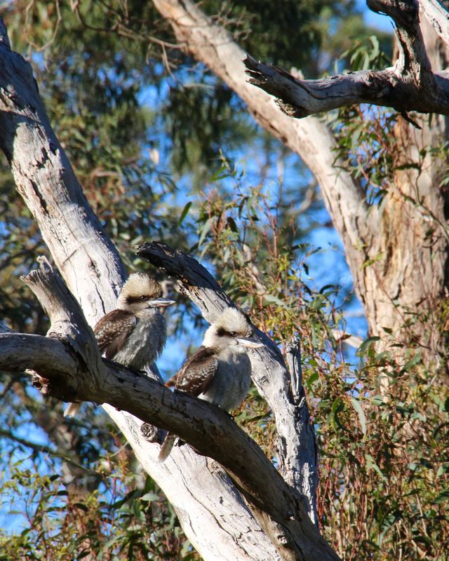Kookaburras, Victoria, Australia