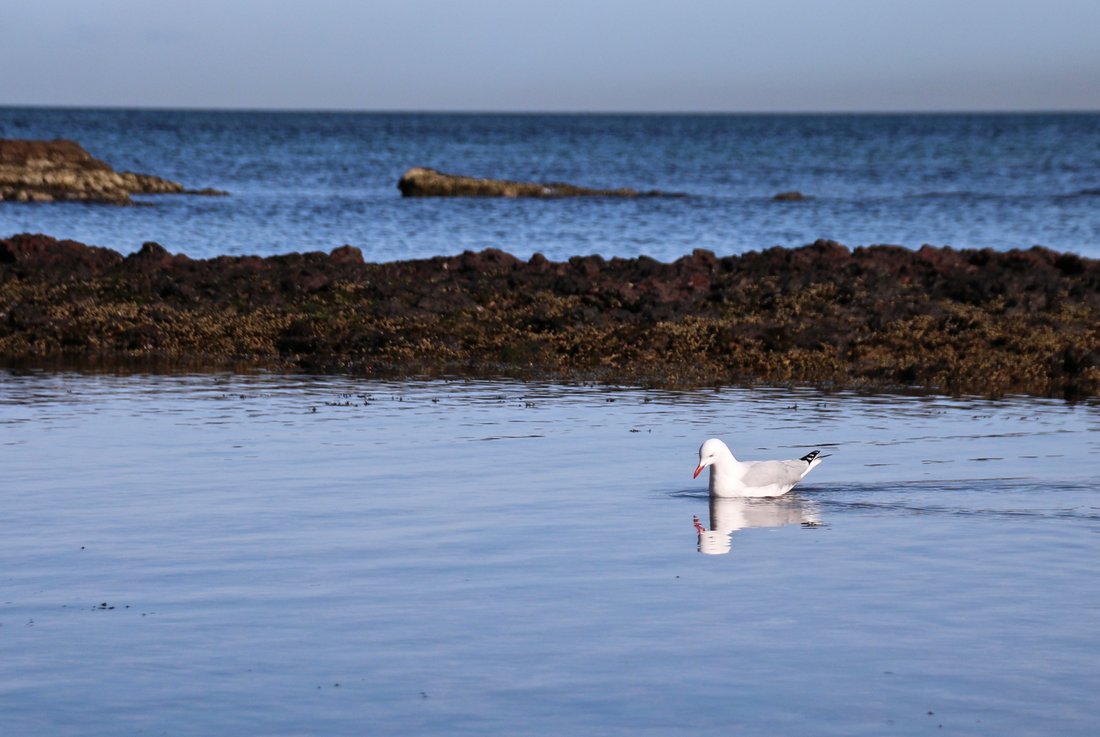 Seagull wading in the ocean, Mount Eliza, Australia