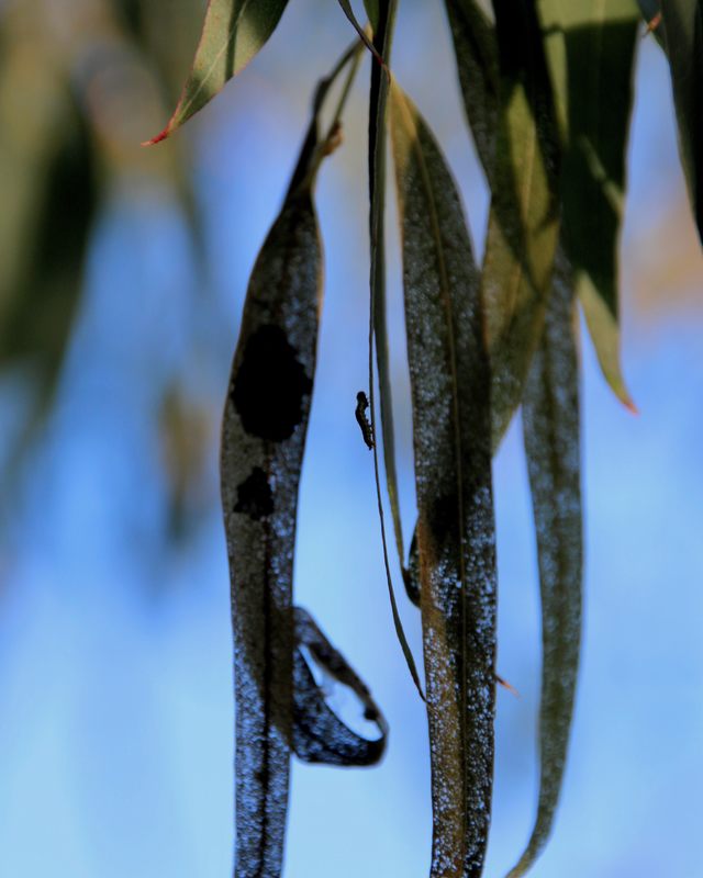 Tiny caterpillar Silhouetted on gum leaves. Mornington Peninsula, Australia.