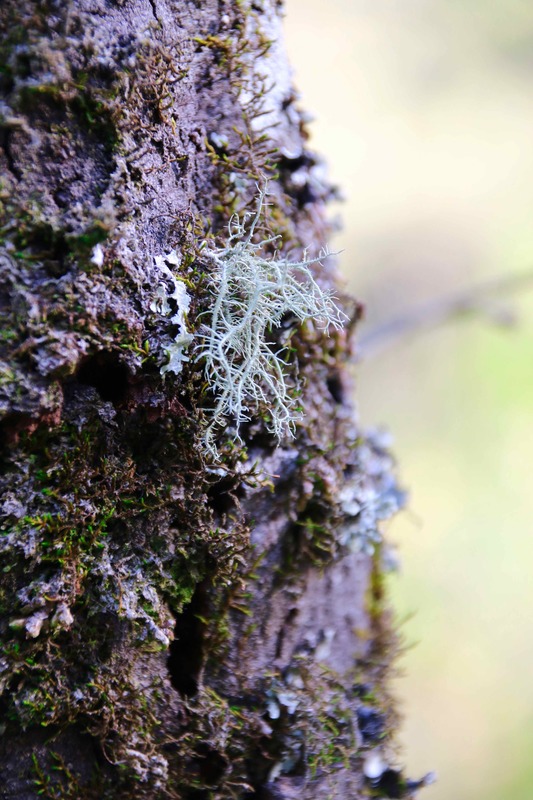 Lichen growing on a tree trunk. The Blue Mountains, Australia.