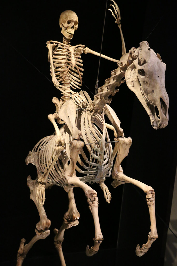 Human skeleton on horse skeleton. Australian Museum, Sydney, Australia.