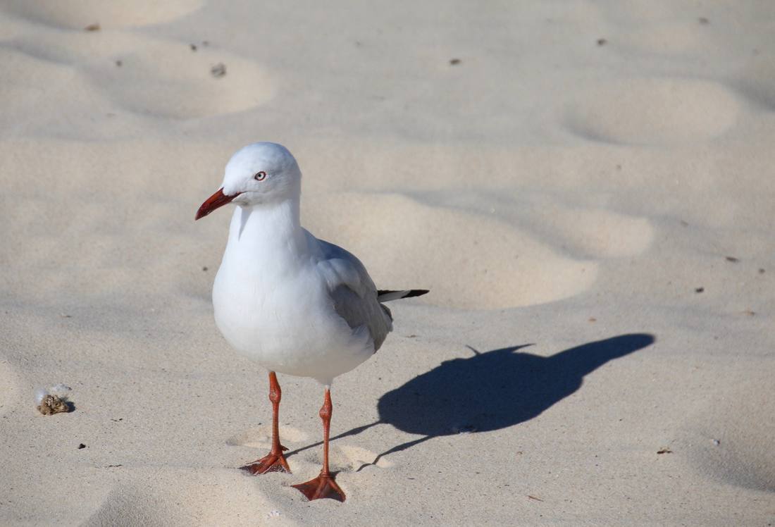 Sea Gull. Bondi Beach, Sydney, Australia.