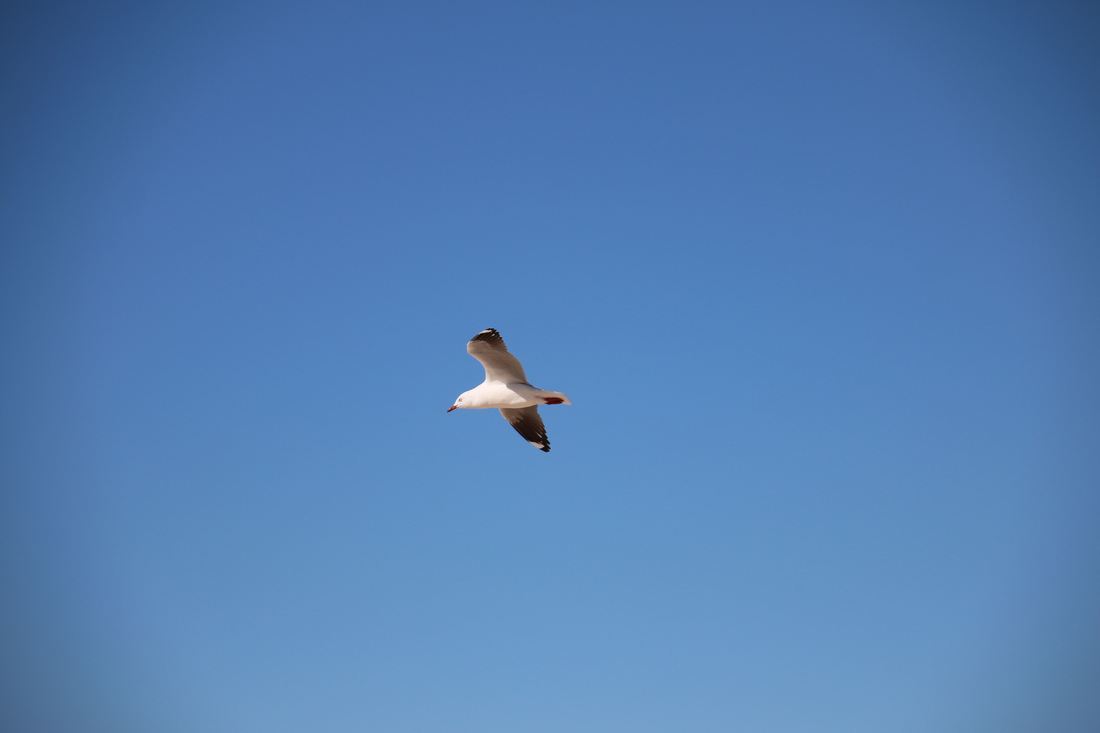 Sea Gull, Bondi Beach, Sydney, Australia.
