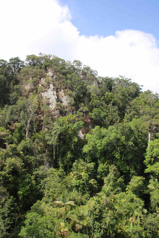 Jungle Canopy, The Skyrail Rainforest Cableway, Cairns to Kuranda, Queensland, Australia