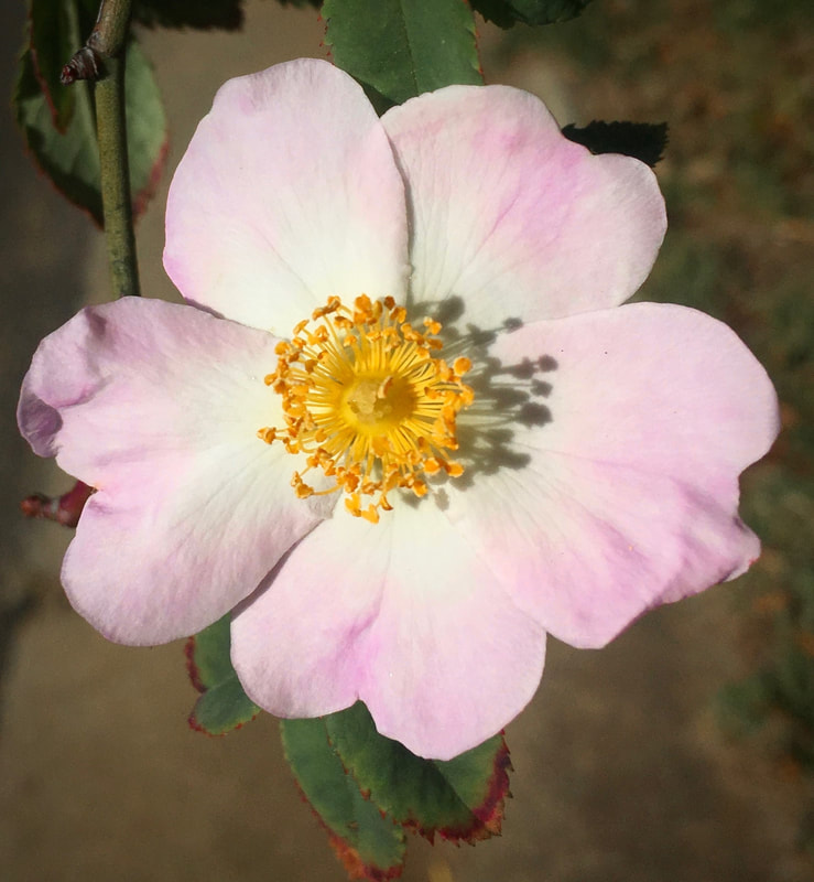 Wild Rose, Pink and White. Mornington Peninsula, Victoria