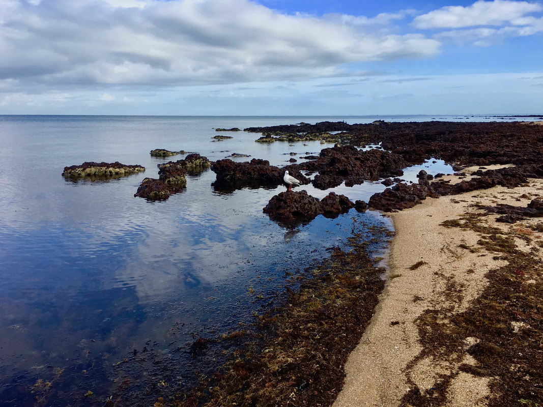 Mount Eliza Beach rocks, with sea gulls.