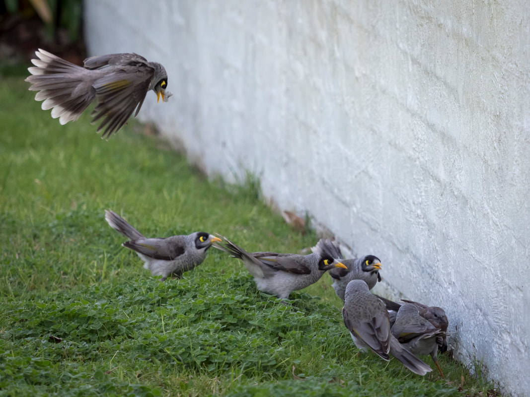 A gang of Myna birds attacking a dove. Victoria, Australia.