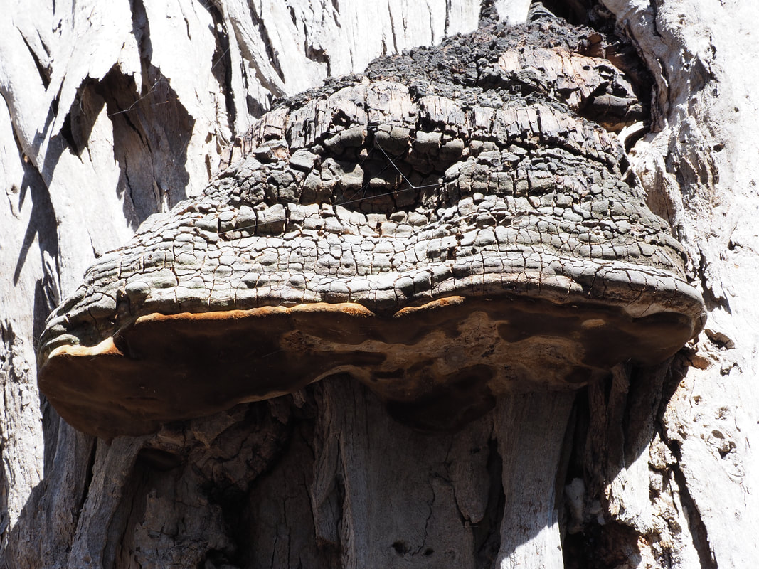 Tree Fungus in Summer. On a Eucalyptus Tree, Victoria, Australia.