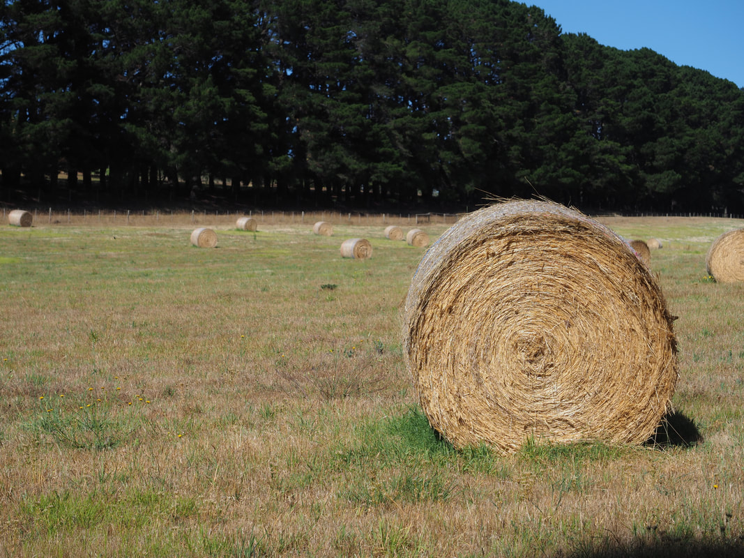 Hay bales in a paddock on the Mornington Peninsula, Australia. Farming.