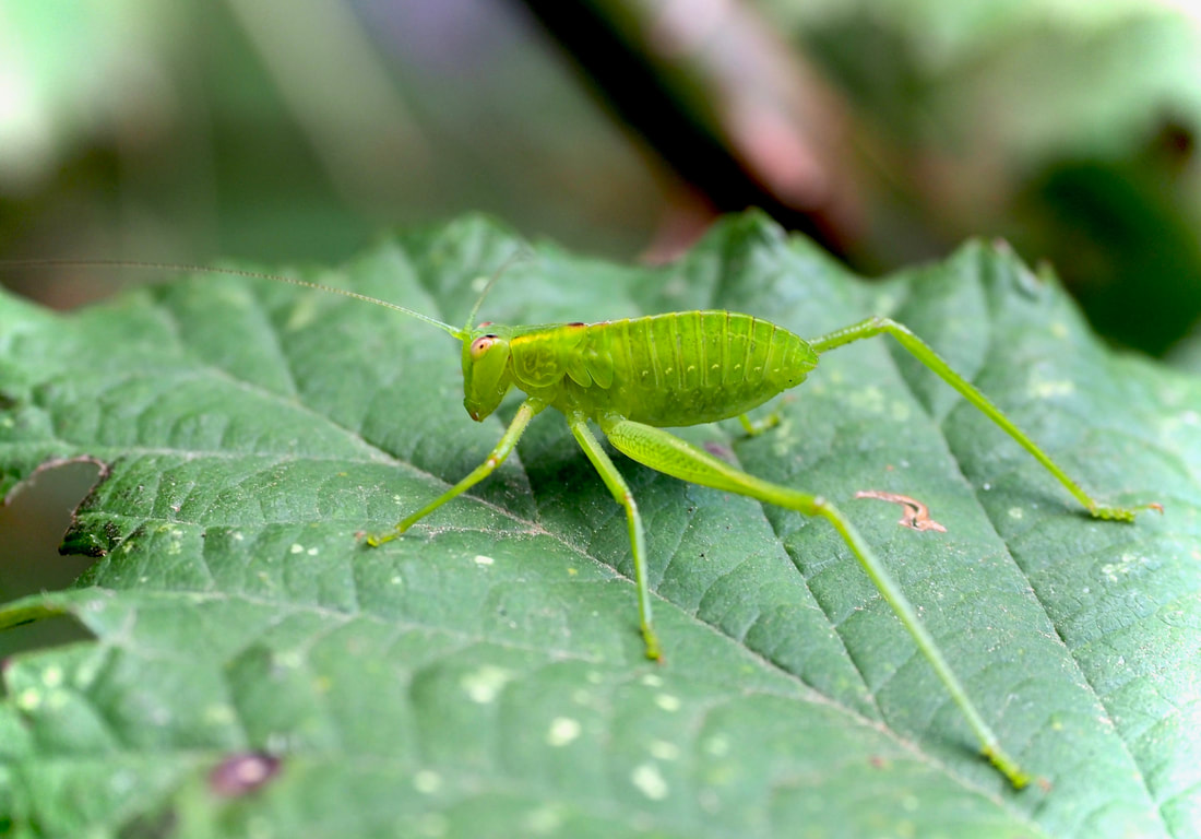 Juvenile Grasshopper, Victoria, Australia. Green, wingless, insect.