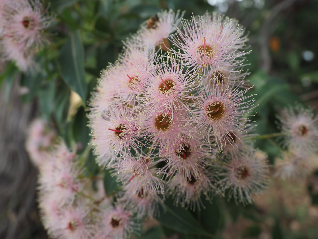 Pink Eucalyptus Flowers, Victoria, Australia