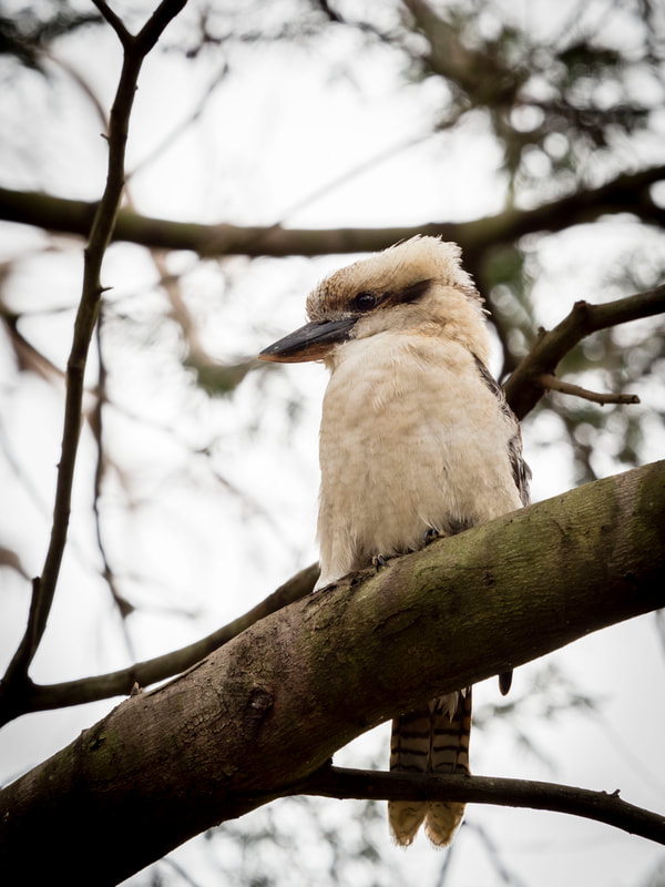 Kookaburra, Victoria, Australia. Wild, Bird, Photography.