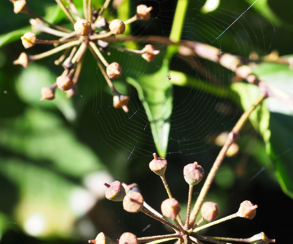 Spider on a web woven between  gum nuts, Victoria, Australia