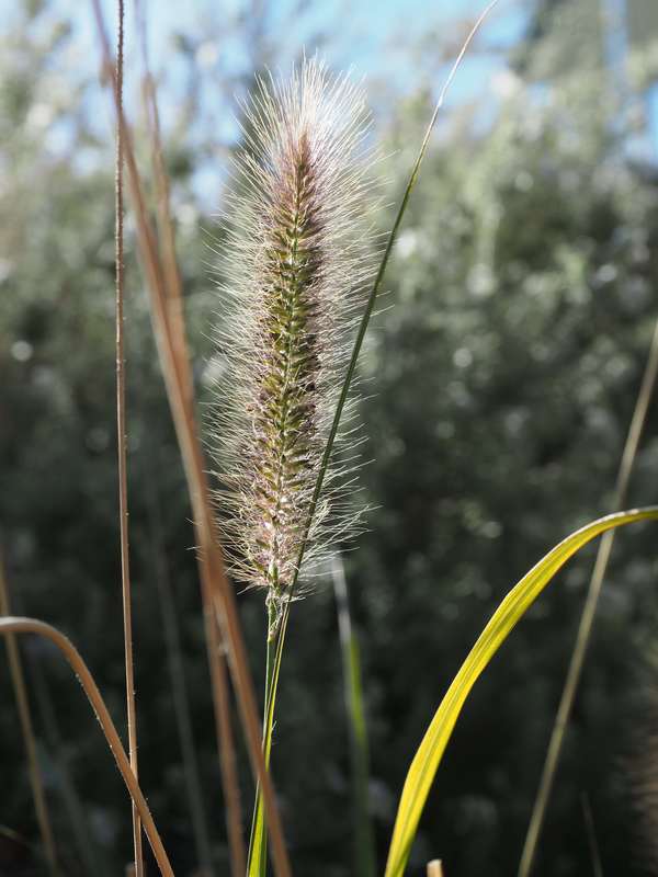Grass Seed Head, Garden, Victoria, Australia