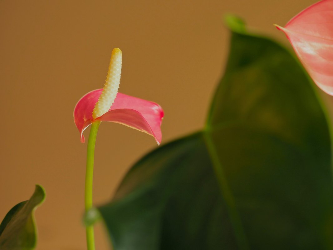 Pink Peace Lily, Indoor flowering plant.