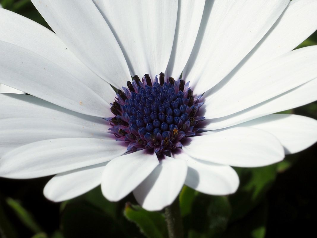 White with purple centre. Osteospermum, Spring garden flowers