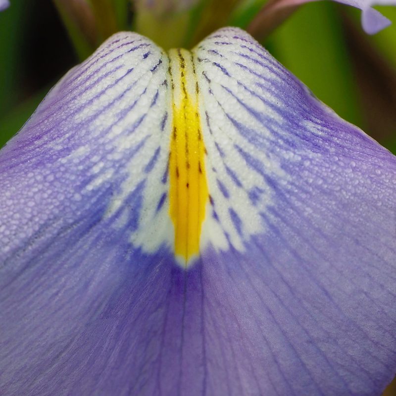 Iris. Purple garden flower. Macro, close up.