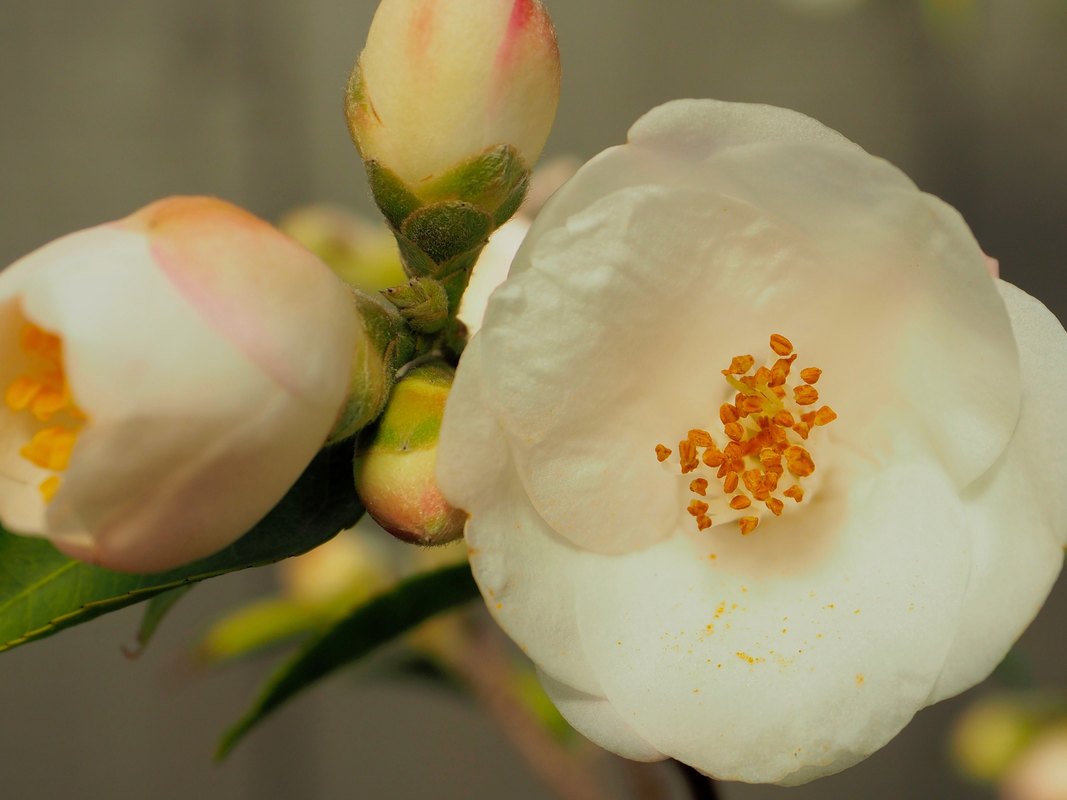 White Camellia flower. Garden plants.