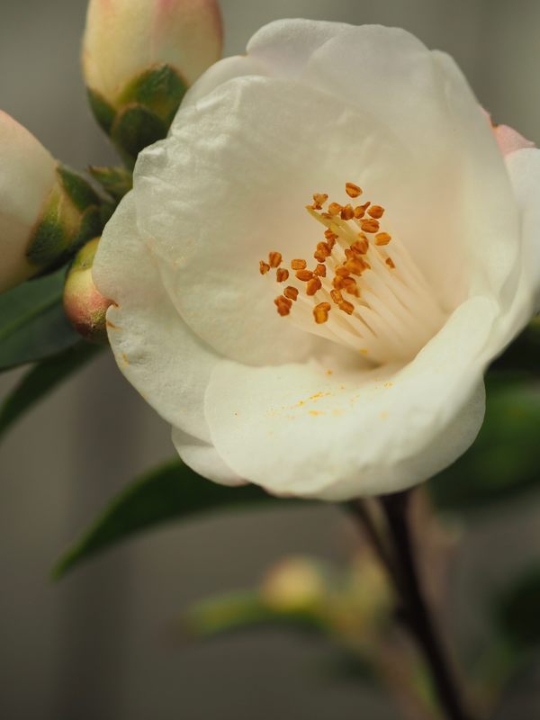 White Camellia flower. Garden plants.