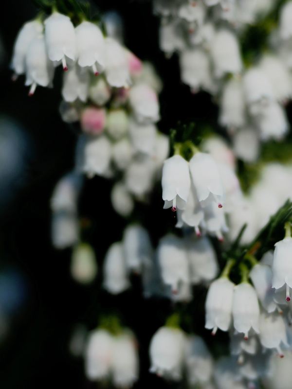 Boronia. Native white Australian bell flowers.