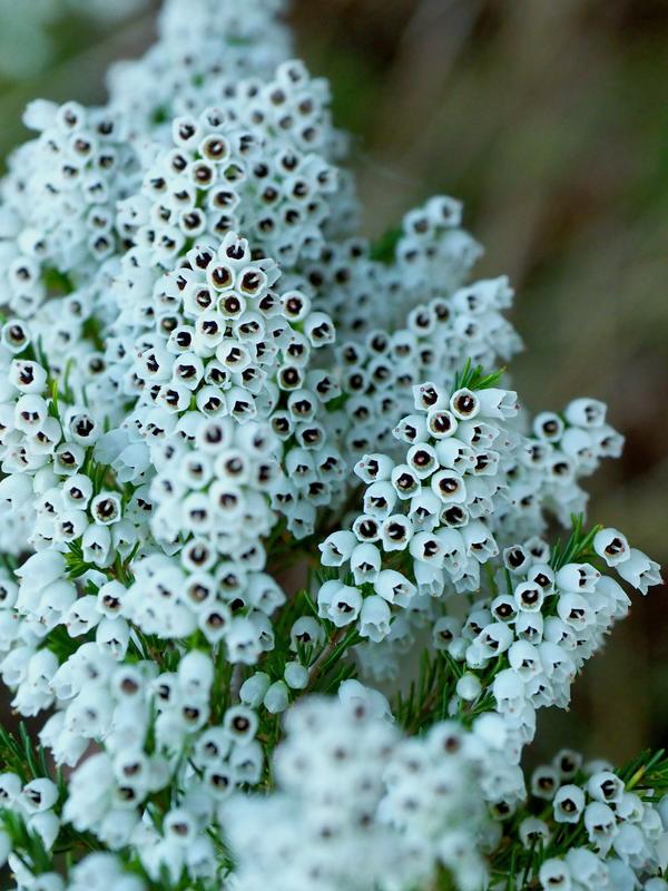 Boronia. Native white Australian bell flowers.