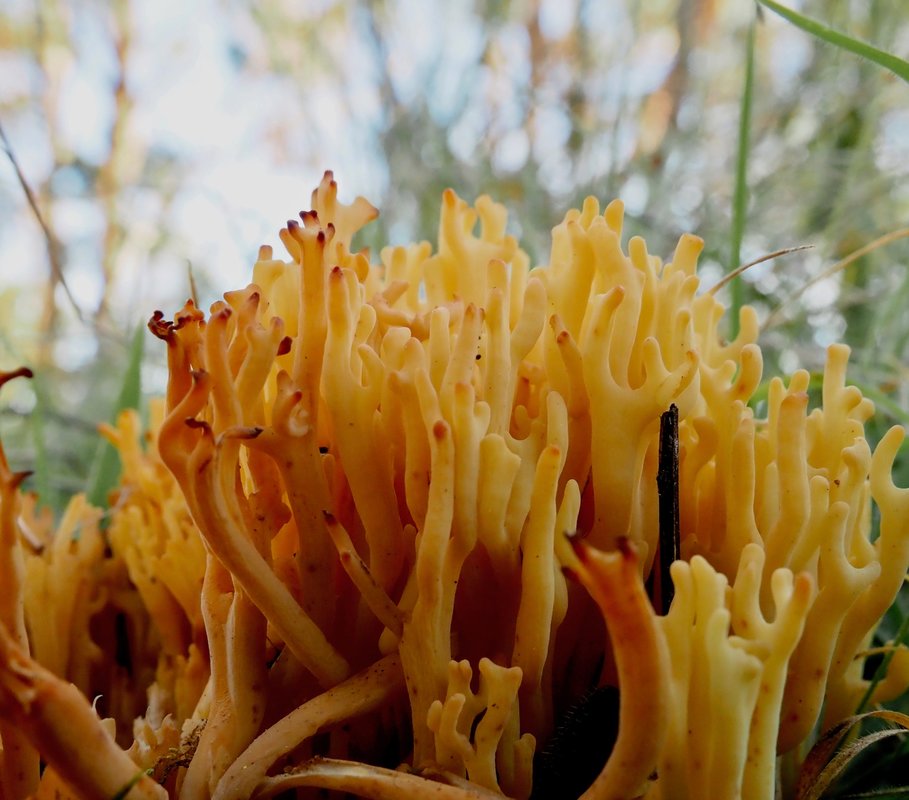Ramaria anziana. Orange coral fungi, Australia, Victoria