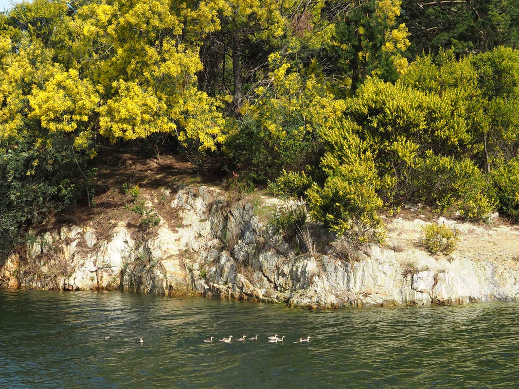 Devilbend Natural Features Reserve. Reservoir. Mornington Peninsula, Victoria, Australia.Ducks.