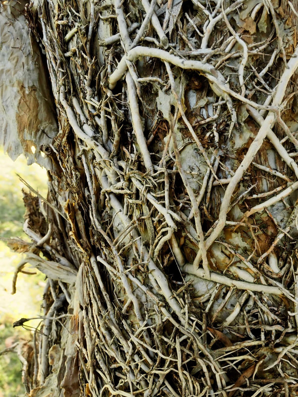 Paperbark Tree,  Devilbend Natural Features Reserve, Victoria, Australia