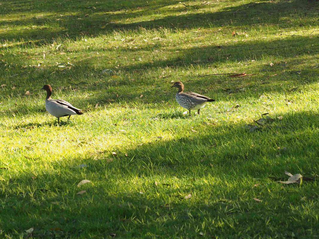 Ducks, Devilbend Natural Features Reserve. Reservoir. Mornington Peninsula, Victoria, Australia.Ducks.