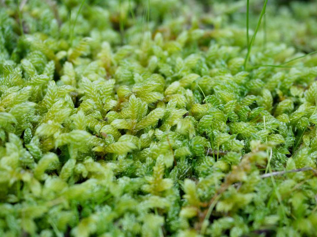 Green  moss carpet. Victoria, Australia.