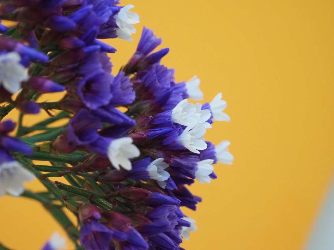 Statice flowers, Sea lavender, Limonium. Purple garden flowers.