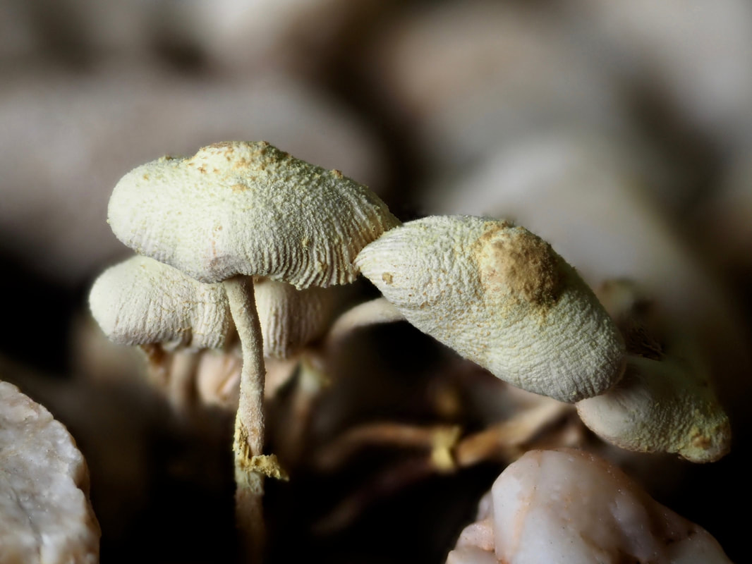 Small, yellow-white funghi/fungi. Growing amongst stones.  Victoria, Australia.