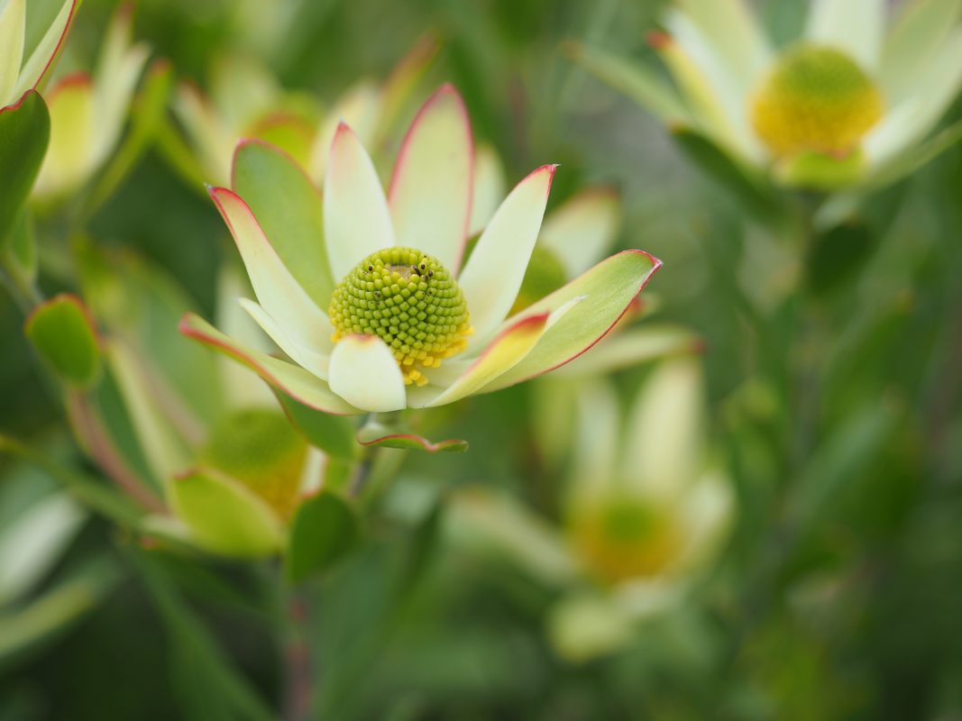 Protea, Mornington Peninsula, Victoria, Australia