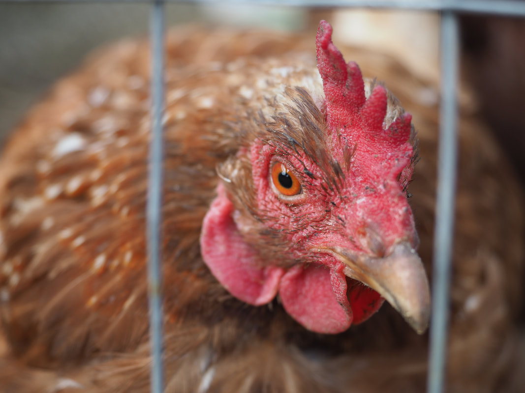 Chicken in a cage, Australia